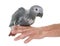 Baby gray parrot