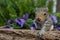 Baby Gray Squirrel