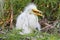 Baby Great Egret (Ardea alba)