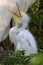 Baby Great Egret (Ardea alba)