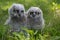 Baby Great Horned Owl (Bubo virginianus), also known as the tige