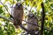 Baby Great Horned Owlets in Colorado