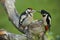 A baby Great spotted Woodpecker, Dendrocopos major, being fed by its mum.