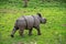 Baby greater horned rhino