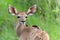 Baby Greater Kudu in the Kruger National Park in South Africa