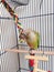 A Baby Green-Cheeked Parakeet Chewing a Palm Tree Chew Toy.
