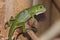 Baby Green Leguan