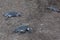 Baby green turtles on the beach in Costa Rica