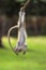 Baby Green Vervet Monkey hanging upside
