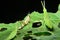 Baby of green wandering Grasshopper Locusta migratoria manilensis Meyen