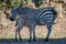 Baby Grevy zebra drinking milk from mother