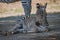 Baby Grevy zebra lying next to mother