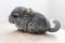 Baby grey chinchilla sitting on brown wood slice. Lovely and cute pet, background, backlit.