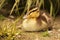 Baby Grey Duck Resting