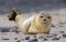 Baby grey seal