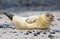 Baby grey seal