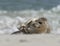 Baby grey seal clapping at the beach at dune, helgoland, germany