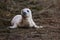 Baby Grey Seal from the Donna Nook Seal Colony