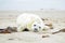 Baby Grey Seal (Halichoerus grypus) on the beach