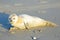 Baby Grey Seal (Halichoerus grypus) on the beach