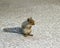 Baby Grey Squirrel