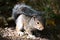 A baby grey squirrel