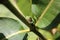 Baby Grey Tree Frog Froglet on Green Milkweed Plant