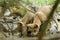 Baby Grey wolf drinking in the forest