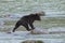 A baby grizzly in Alaska, jumping