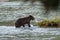 A baby grizzly eating salmon