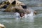 A baby grizzly jumping in the river