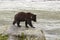 A baby grizzly on a rock