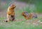 Baby Ground Squirrel\'s playing