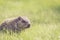 Baby groundhog in the grass