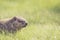 Baby groundhog in the grass with eyes closed