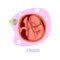 Baby growth inside womb uterus . Process of fetus development. Vector element for infographic about pregnancy