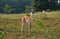 A baby guanaco standing in the grassland