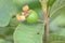 Baby Guava fruit on tree with green leaves