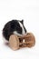 BABY GUINEA PIG WITH WOODEN TOY