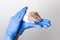 Baby guinea piglets sitting on veterinarian hands in blue medical gloves.