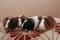 Baby guinea pigs funny pets brown pets with fur