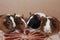 Baby guinea pigs funny pets brown pets with fur rodents