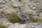 A baby gull