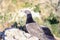 Baby gulls on bird islands,