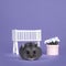 Baby hamster in baby room on purple