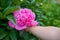 Baby hand touches a flower,peony flower in the garden with baby`s hand