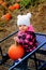 Baby happy in pumpkin patch wagon