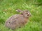 Baby Hare