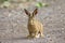 Baby hare leveret