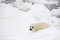 Baby harp seal pup